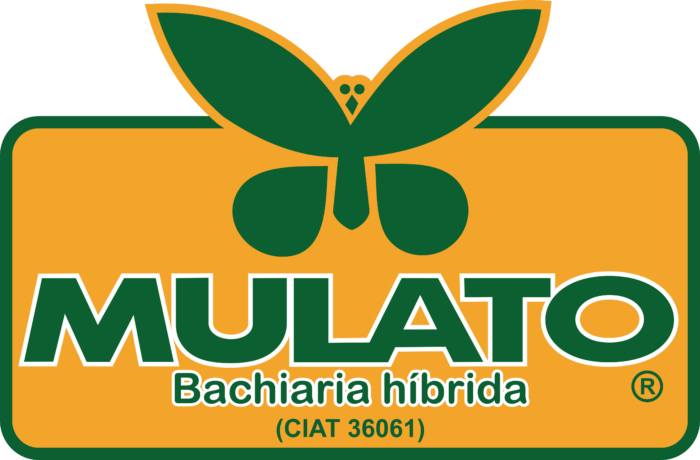 Mulato Logo